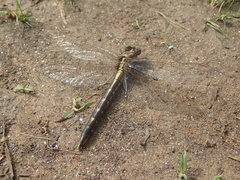 Phanogomphus lividus
