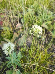 Allium flavescens