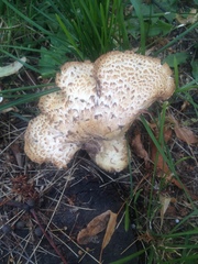 Cerioporus squamosus