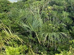 Butia odorata