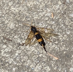 Urocerus flavicornis