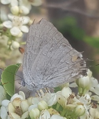 Strephonota tephraeus