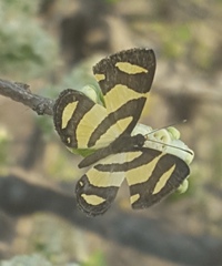 Baeotis zonata