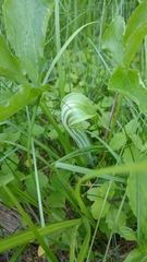 Arisaema triphyllum