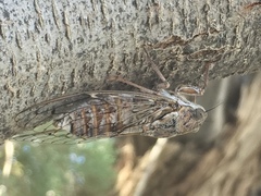 Cicada cretensis