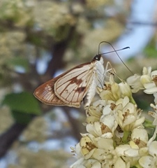 Vettius fantasos