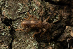 Opilo domesticus