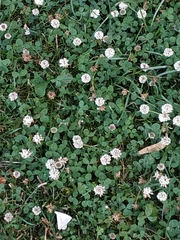 Trifolium repens