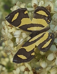 Baeotis zonata