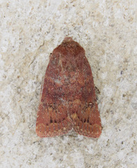 Pseudorthodes irrorata