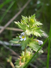 Euphrasia hyperborea