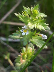 Euphrasia hyperborea