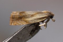 Eucosma umbrastriana