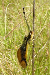 Libelloides longicornis
