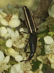Brentus anchorago