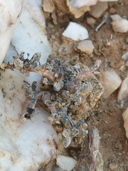 Portulacaria pygmaea