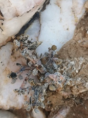 Portulacaria pygmaea