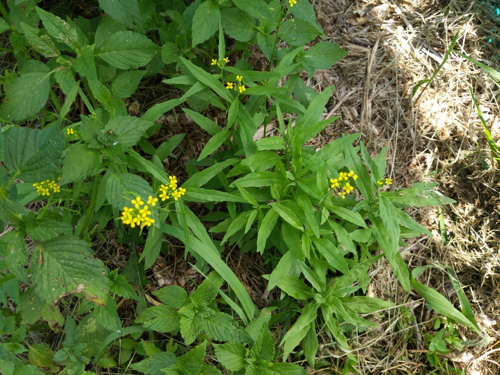 wormseed wallflower from Dell Grove Township, MN, USA on July 16, 2020