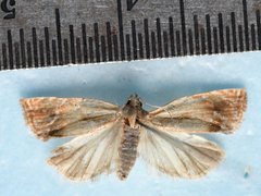 Eucosma umbrastriana