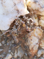 Portulacaria pygmaea