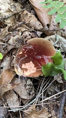 Boletus rufocinnamomeus