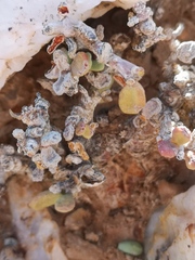 Portulacaria pygmaea