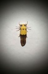 Stathmopoda auriferella