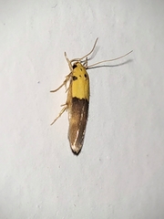 Stathmopoda auriferella