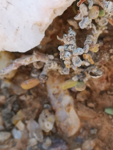 Portulacaria pygmaea