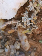 Portulacaria pygmaea