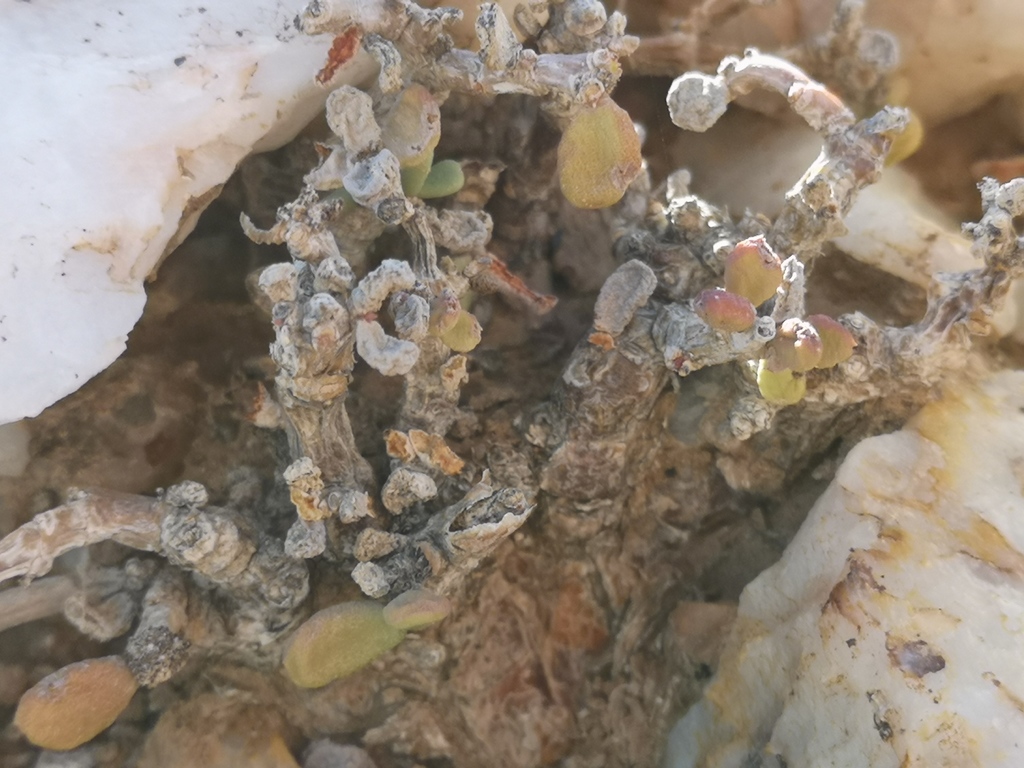 Portulacaria pygmaea, Northern Cape, ZA