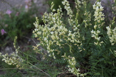 Astragalus katunicus