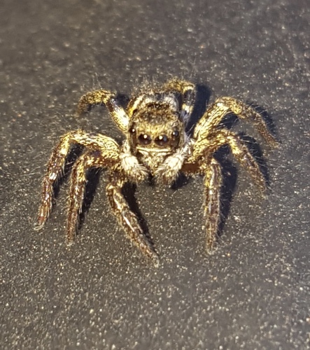 Corythalia opima