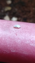 Scymninae