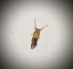 Stathmopoda auriferella