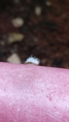 Scymninae