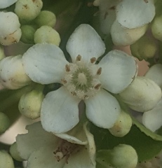Casearia dolichophylla