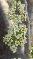 Casearia dolichophylla