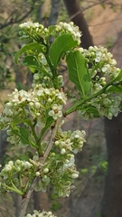 Casearia dolichophylla