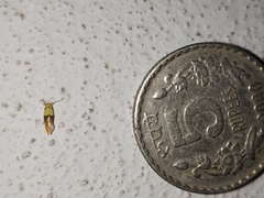 Stathmopoda auriferella