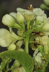 Casearia dolichophylla