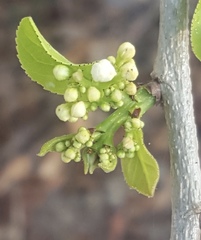 Casearia dolichophylla
