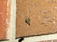 Telamona monticola