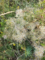 Clematis lathyrifolia