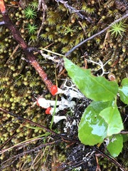 Cladonia borealis