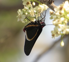 Mysoria affinis