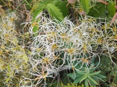 Clematis lathyrifolia