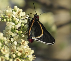 Mysoria affinis