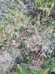 Clematis lathyrifolia