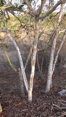 Casearia dolichophylla